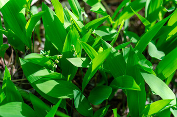 White lily of the valley flowers in the forest in a glade in the rays of sunlight. Green meadow in the spring. 