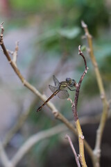 dragonfly on a branch