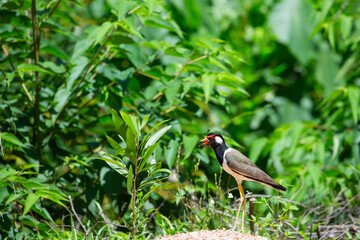 Red-wattled Lapwing (Vanellus indicus) in  Thailand.