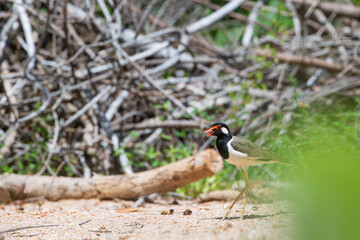 Red-wattled Lapwing (Vanellus indicus) in  Thailand.
