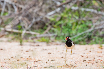 Red-wattled Lapwing (Vanellus indicus) in  Thailand.