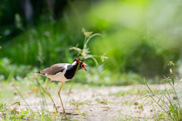 Naklejka premium Red-wattled Lapwing (Vanellus indicus) in Thailand.