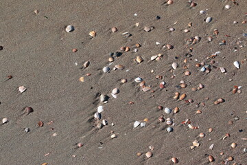 Muscheln im Sand