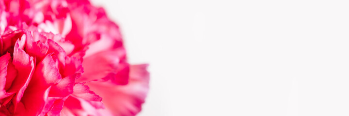 Floral background in bright colors. A carnation flower in soft focus.