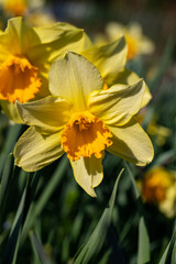 Spring flower blossom details from garden