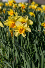 Obraz premium Spring flower blossom details from garden