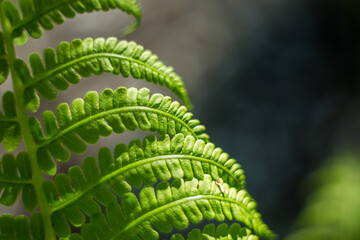 fern texture in sunlight 