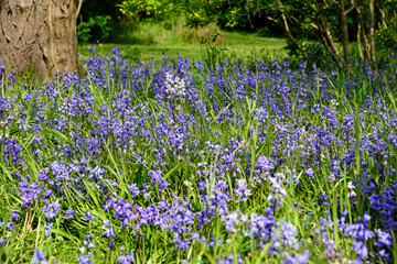 Bluebell blossom in the park