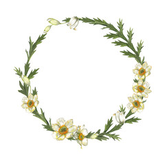Spring, summer floral wreath of white-yellow anemone flowers. Delicate meadow wildflowers in round frame. Wedding invitation design. Watercolor hand painted isolated elements on white background.