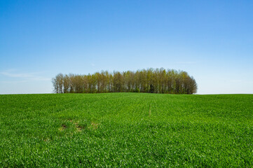 Forest at the edge of the horizon of a green field