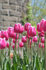 チューリップ畑(百合が原公園) / Tulip field (Yurigahara Park)