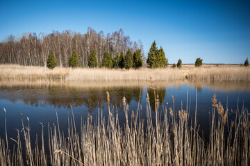 Kanieris lake in sunny spring day, Latvia