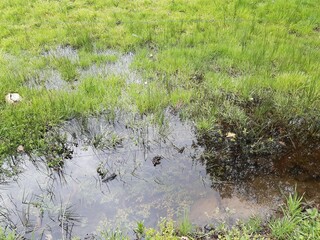 Pequeña laguna en un prado de Vilalba, Galicia
