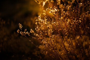 Selective soft focus of dry grass, reeds, stalks blowing in the wind at golden sunset light. Nature, summer, grass concept