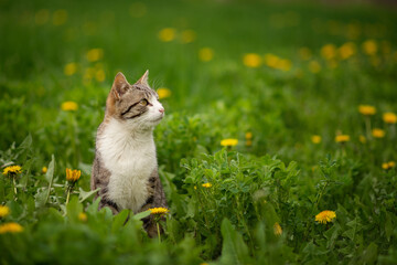 Photo of a tabby cat in the green grass with dandelions.