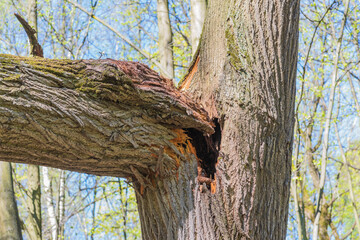 Close up of broken dry tree in the park