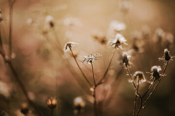 Selective soft focus of dry grass, reeds, stalks blowing in the wind at golden sunset light. Nature, summer, grass concept