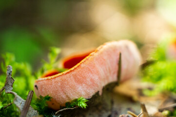 Red edible forest mushroom sarcoscifa close-up. Macrophoto