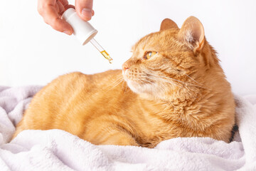 Sad ginger cat is sniffing a dropper with CBD oil or medicinal hemp. Alternative treatment for sick...