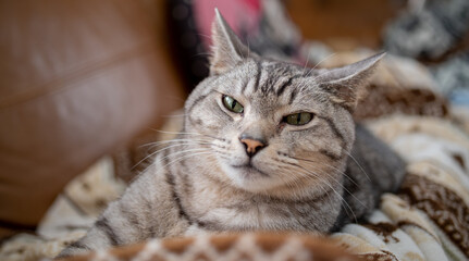 Naklejka premium くつろぐ猫 サバトラ猫