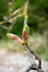 close up of green buds of a tree
