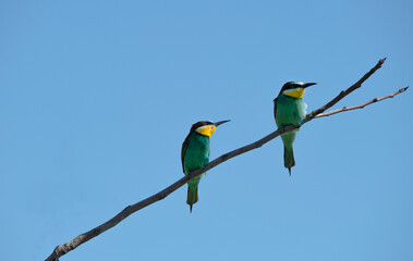 The Rainbow Bee-eater is perched on two tree branches. The bird comes from a bird family called Meropidae and is found in Turkey.