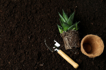 Concept of gardening on soil background, top view