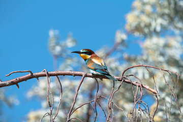 The Rainbow Bee-eater is perched on a tree branch. The bird comes from a bird family called Meropidae and is found in Turkey.