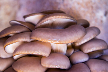 Growing mushroom mycelium and oyster mushrooms at home