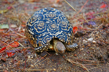 Wild Leopard Tortoise in Kruger National Park.