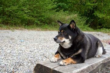 black and tan shiba inu dog is lying on a bench at lake constance