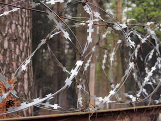 Coils of barbed wire on a blurred background of green vegetation and thick tree trunks. The concept...