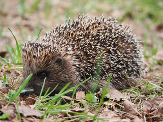 A cute hedgehog, out of hibernation, walks among the fallen leaves and grass in the spring forest. Hedgehog, portrait in profile, close-up.