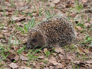 Naklejka premium A cute hedgehog, out of hibernation, walks among the fallen leaves and grass in the spring forest. Hedgehog, portrait in profile, close-up.