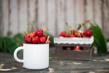 Ripe Organic Freshly Picked Sweet Cherries in Vintage Enamel Mug on Green Foliage Garden Nature Background. Summer Harvest Vitamins Clean Eating Freshness Vegan. Poster Banner Template