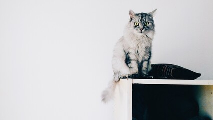 cat on the closet on a white background