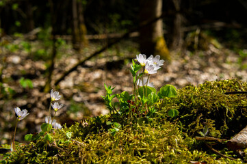 White forest spring violet and anemone flowers close up