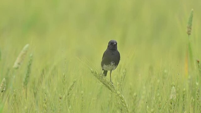 Pied bush chat in wheat field	
