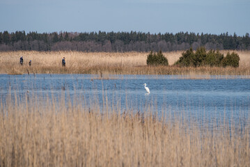 Kanieris lake in sunny spring day, Latvia