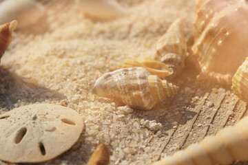 Seashell on Boardwalk at Tropical Beach