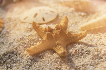 Fototapeta na wymiar Seashell on Boardwalk at Tropical Beach