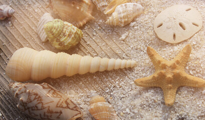 Seashell on Boardwalk at Tropical Beach