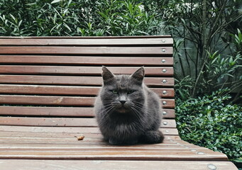 gray cat on a bench in the garden