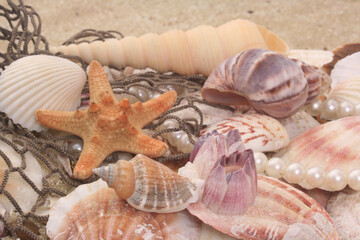 Seashell on Boardwalk at Tropical Beach