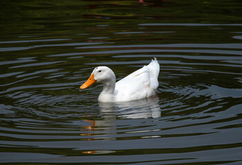 A beautiful domestic white duck swimming leisurely in a lake with copy space