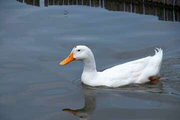 A beautiful domestic white duck swimming leisurely in a lake with copy space