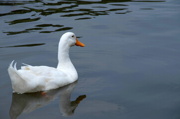 Fototapeta premium A beautiful domestic white duck swimming leisurely in a lake with copy space