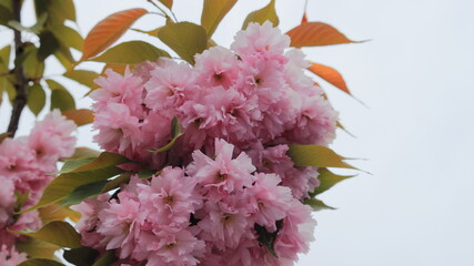 Beautiful pink flowers of blooming sakura on a light background.