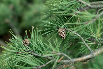 Fresh evergreen pine tree twig with long needles and cones on blurred natural background