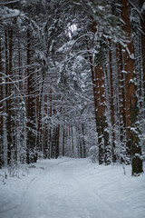 Landscape of winter pine forest covered with snow